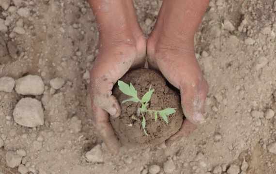 Reforestation